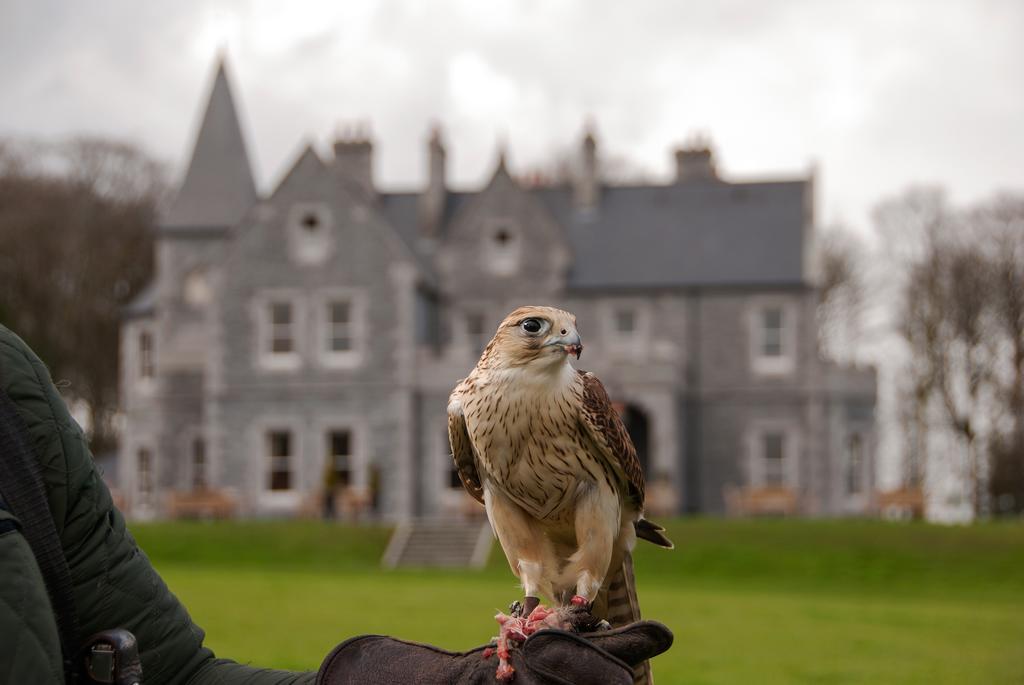 Mount Falcon Estate Ballina (Mayo) Exterior foto